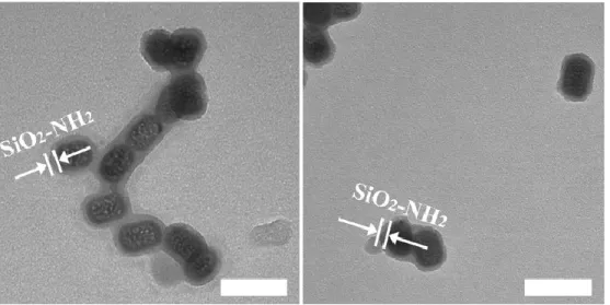Figure S2. TEM images for UCNP-NH 2 . Scale bar is 60 nm. 
