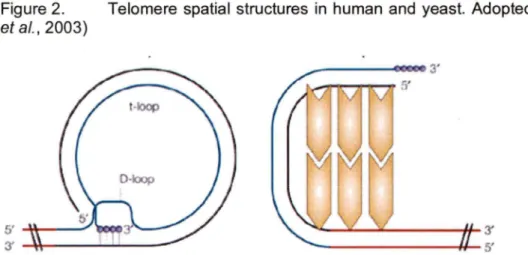 Figure 2.  Telomere  spatial  structures  in  human  and  yeast.  Adopted  from  (Vega  et al.,  2003) 