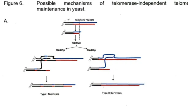 Figure 6.  Possible  mechanisms  of  telomerase-independent  telomere  maintenance in yeast