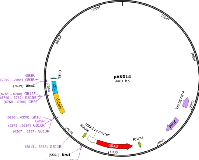 Figure 8: Primer placement on pAK014 