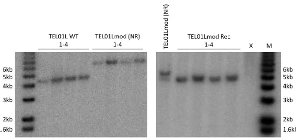 Figure 10: Analysis of integration and recombination of TEL01Lmod subtelomeres. 