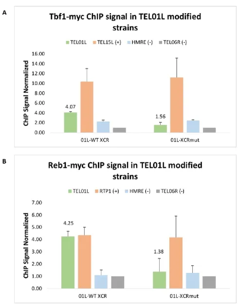 Figure 12: ChIP qPCR of Tbf1-myc and Reb1-myc in TEL01Lmod strains. 