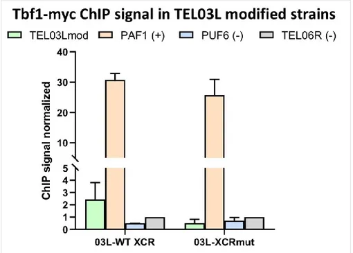 Figure 13: ChIP qPCR of Tbf1-myc in TEL03Lmod strains. 