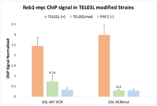 Figure 14: ChIP qPCR of Reb1-myc in TEL03Lmod strains. 