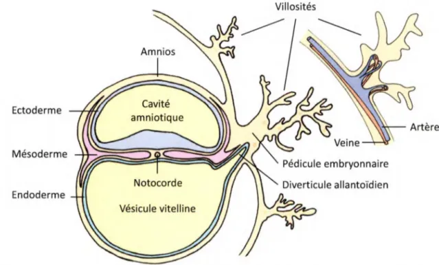 Figure  2.  Gauche:  Représentation  de  l'embryon  au  18e jour.  Droite:  Villosité  mature