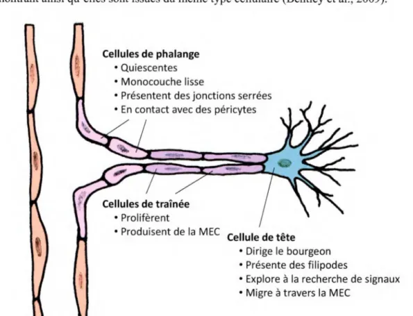 Figure 3. Bourgeon angiogénique. La MEC est la matrice extracellulaire. 