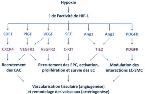 Figure  4.  Mécanismes  moléculaires  et  cellulaires  de  la  vascularisation  à  la  suite  de  l'activation  de  HIF-1  en  réponse  à  l'hypoxie