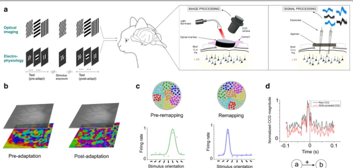 Fig. 1  Neuronal recordings, orientation selectivity and crosscorrelation. a Visual stimulations, oriented gratings are presented randomly; one non- non-preferred grating is used for stimulus-exposure as adaptation (duration: 12 min)