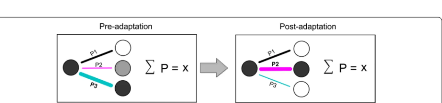 Fig. 5  Mathematical model of connectivity pattern suggesting the stability of neuronal connectivity-strength after orientation-induced plasticity  (P1, P2 and P3 represent the connection probabilities of each neuronal pair, X represents the total connecti