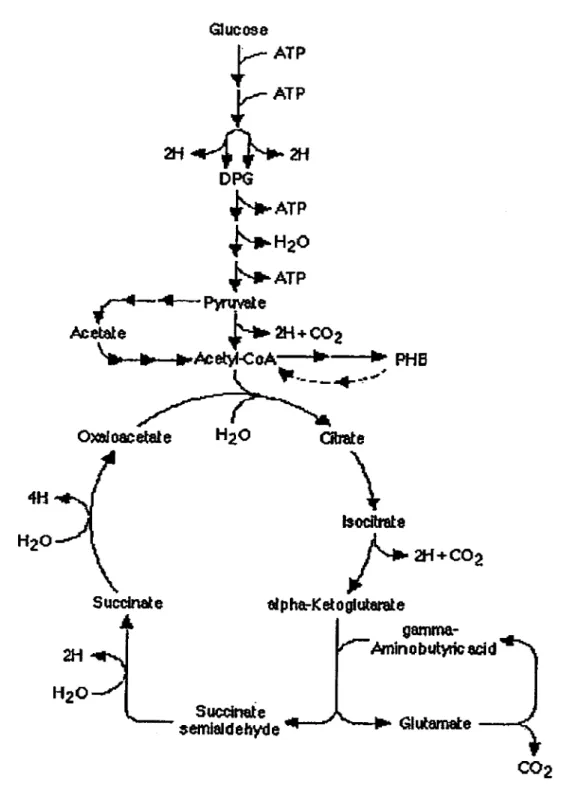 Figure  I  :  La  dégradation  du  glucose par  la  voie  d'Embden-Meyerhof-Parnas  et synthèse de PHB (Liu, 1994)* * { } - * *ATPHeo{*+arets'---{'-t-'Ololoacehtef4 H {HrOÀ-\\SuccfttaletI* anroll_Heo$uæinatesefnlûldehlde fi+coz sûnm8-AminoÈutpbacidCffie\\+