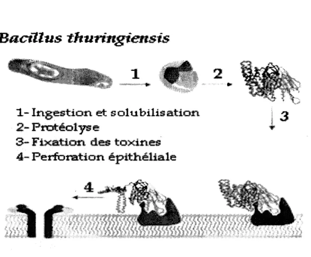 Figure 2 : Mode d'action des toxines (De Maagd et aL,,2001)