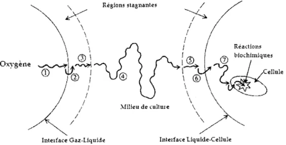 Figure 3 : Etapes du transfert d'oxygène de la bulle d'air  vers la cellule (Doran, 1995)