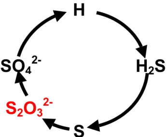 Figure 1.4 : Modèle schématique illustrant le rôle du thiosulfate dans le cycle  d’oxydoréduction théorique du soufre.