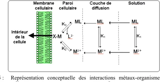 Figure 1.5 : Représentation  conceptuelle  des interactions métaux-organismes.