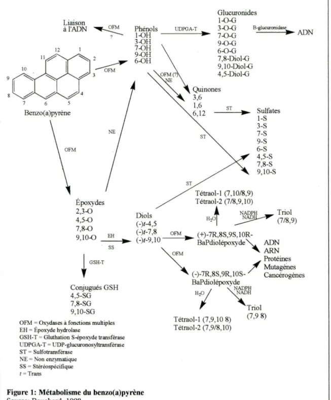 Figure 1: Métabolisme du benzo(a)pyrène  Source: Bouchard, 1998 
