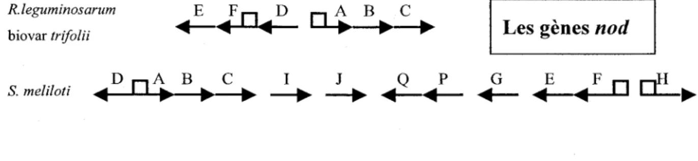 Figure 2:  Disposition relative de certains gènes nod de deux espèces (Pelmont,  1993)