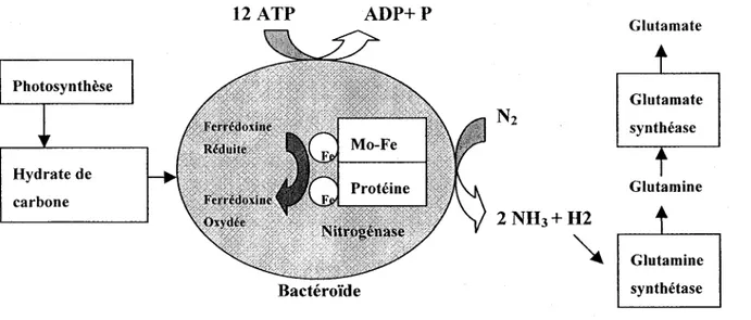 Figure 3:  Rôle  de  la  nitrogénase  lors  de  la  ftxation  biologique  de  l'azote  moléculaire  dans  un  bactéroïde  (Pelmont,  1993)