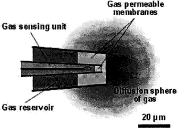 Figure  3.  Vue  schématique  de I'intérieur  de  I'extrémité  de  la microsenseur  utilisée pour mesurer les  vitesses de  courants
