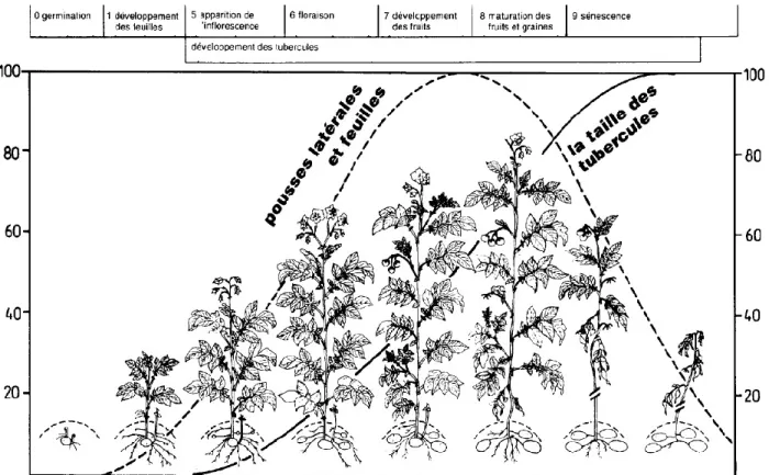 Figure 2: Stades phénologiques de la pomme de terre (Solanum tuberosium).  