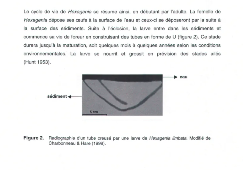 Figure 2.  Radiographie  d'un tube creusé par une larve de Hexagenia  limbata.  Modifié  de Charbonneau  &amp; Hare  (1998).