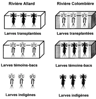 Figure 6.  Schéma  de la transplantation  réciproque  des larves de H. limbata