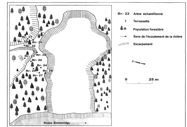 Figure  3 :  Schéma montrant  la  cicatrice  du  glissement de  terrain  de  1963 et  la position des arbres échantillonnés  (échelle approximative).