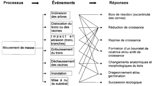 Figure  8:  Diagramme  du  principe  processus-événements-réponses  résumant possibilités d'utilisation  de  la  dendrochronologie pour  l'étude  de dynamique des mouvements de masse (adapté de Shroder,1978).