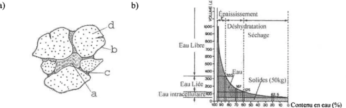 Figure 2:  Propriétés  de I'eau des boues  d'épuration  municipales.  a) Schéma  de distribution  de l'eau (type a : eau libre, 70%o;  type b : liée au floc, 20Yo;  fype c : capillaire,  2%o;  type d : intracellulaire,  8%) et b) réduction du volume des bo