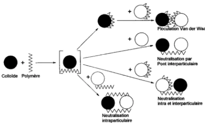 Figure 3 : Mécanismes  impliqués  lors de la floculation  par des polymères