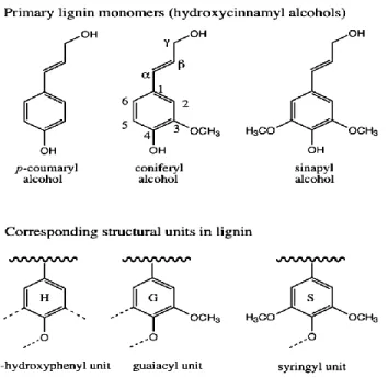 Figure 2.2 Monomères primaires de la lignine ainsi que les sous-unités de la lignine  correspondantes ([Wong, 2009]) 