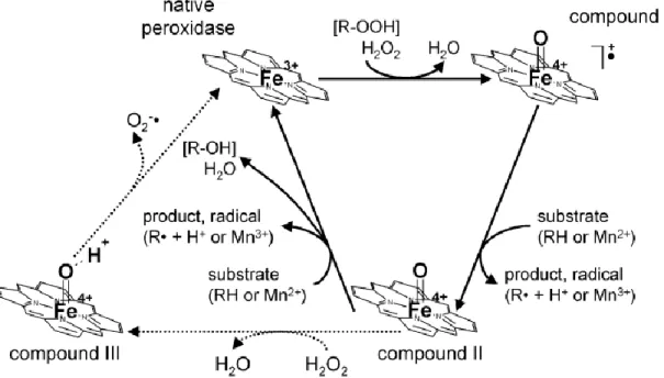 Figure 2.4 Cycle catalytique des peroxydases ([Wesenberg, 2003])  