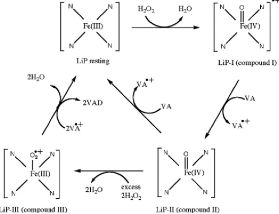 Figure 2.5 Cycle catalytique de LiP en présence de verartryl alcool ([Wong, 2009]) 