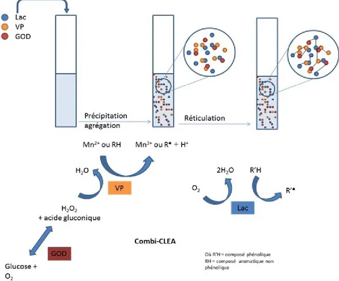 Figure 2.7 Représentation de la formation d'un combi-CLEA de Lac, VP et GOD (adaptée  de  [Touahar et al., 2014]) 