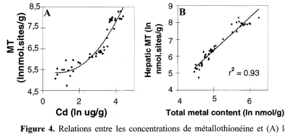 Figure  4.  Relations  entre  les  concentrations  de  métallothionéine  et  (A)  les  concentrations  de  Cd  mesurées  dans  le  foie  (relation  log-log),  ou  (B)  la  somme  des  concentrations  de  Cd,  Cu  et  Zn  mesurées  dans  le  foie  de  perch