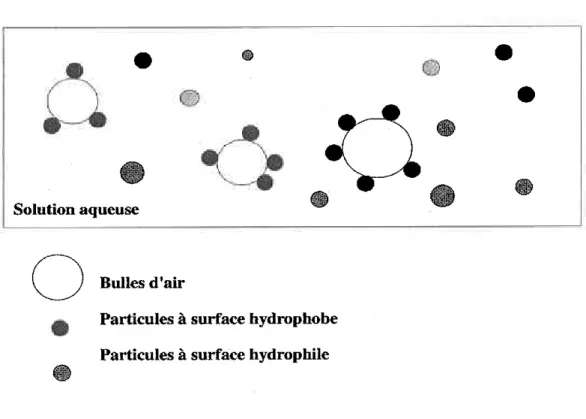 Figure 18: Fixation des particules  hydrophobes  aux bulles d'air