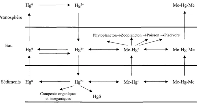 Figure 1. Cycle biogéochimique  du Hg dans l'environnement.