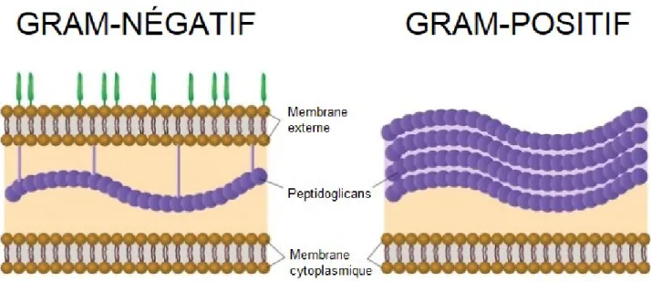 Figure 1. Deux types de paroi cellulaire bactérienne 