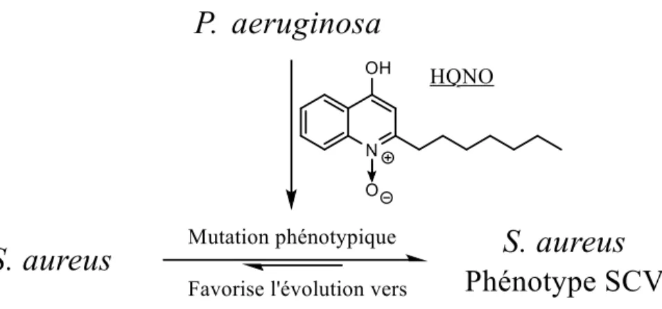 Figure 11. Facteurs favorisant le phénotype SCV lors de la cohabitation avec P. aeruginosa 