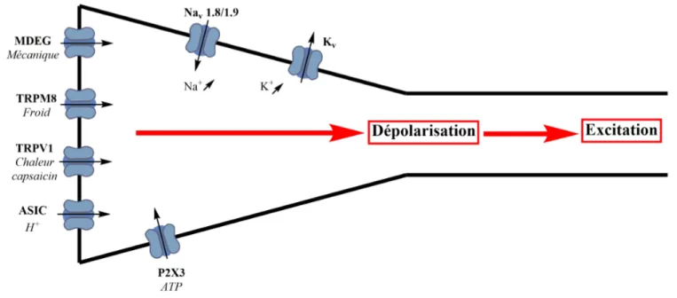 Figure 2. L’activation multimodale des différents récepteurs à la surface des nocicepteurs crée une  dépolarisation membranaire (augmentation de Na +  et K + ) et induit l’excitation du neurone afférent