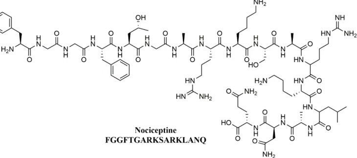 Figure 16. Structure chimique de la Nociceptine, ligand endogène du récepteur NOP 