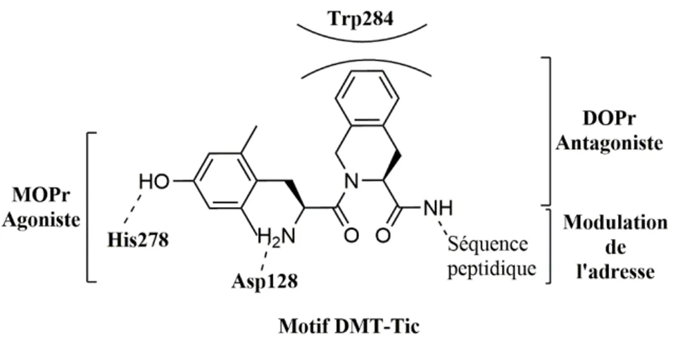Figure 32. Le motif Dmt-Tic pour la mise au point d’agent  polyvalent MOPr/DOPr 