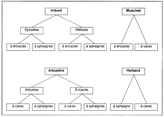 Figure 3-2 : Classes  principales  et secondaires  de la végétation  des milieux  humides.