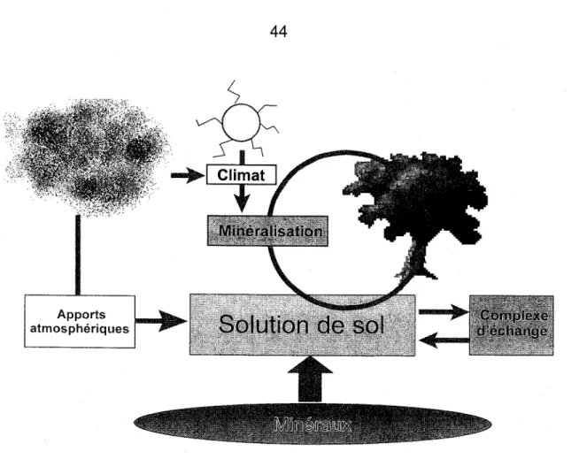 Figure 2.6  Les trois principaux  flux d'éléments  dans l'écosystème  forestier :  la minéralisation,  I'altération  minérale  et les apports  atmosphériques.
