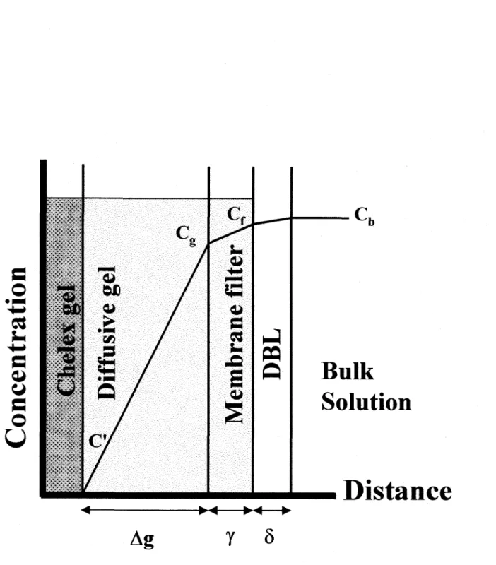 Figure  1.  Concentration gradients  of a  solute  in  a DGT  device,  such as those used in  the  field,  if diffusion  coefficients  in  the  gel  and  the  filter  are  different  from  that  in  water