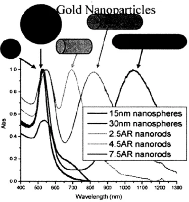 Figure 4.  Surface Plasmon resonance peaks o f gold nanoparticles as a function o f  gold nanospheres’ size and gold nanorods’ anisotropic ratio (AR)