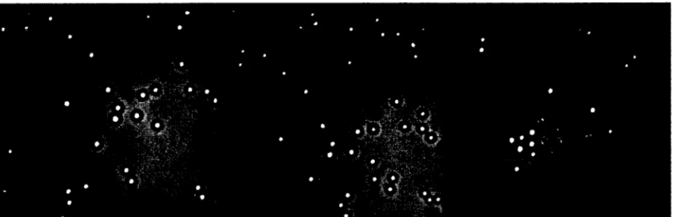 Figure  S4.  Optical  photomicrographs  showing  the  stability  o f BCP  vesicles  in  aqueous  solution  (concentration:  0.01  mg/mL)  for  various  times  without  irradiation  (image  size: 