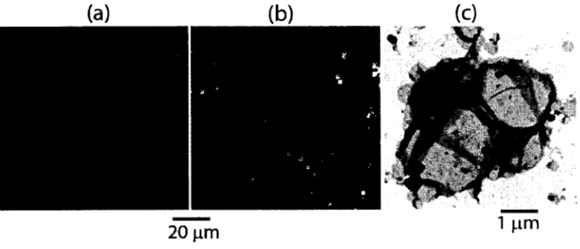 Figure  6 .  (a)  and  (b)  Polarizing optical  micrograph  o f PDMA 37 -Z&gt;-P(BiPA 5 o-co-Azo6)  in  aqueous  solution  with  KI  at  two  concentrations  o f 0.01  M  and  0.08  M,  respectively,  (c)  TEM image o f vesicles in the dry state, cast from