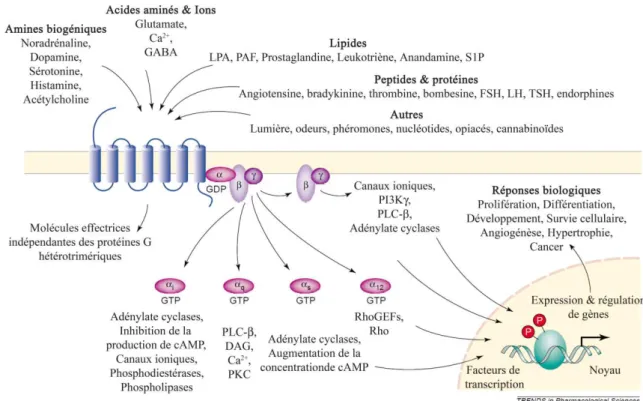 Figure  2.  Diversité  des  stimuli  extracellulaires  et  signalisation  intracellulaire  des  RCPG