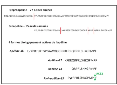 Figure 4. Maturation de l'apéline conduisant à ses différents isoformes chez le rat. La  préproapéline  constituée  de  77  acides  aminés  est  clivée  entre  la  Gly 22   et  la  Val 23  pour  former la proapéline possédant 55 acides aminés