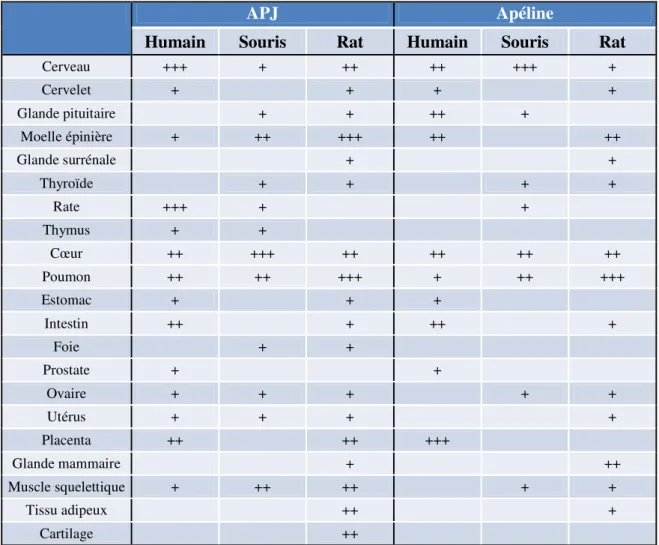 Tableau  1.  Distribution  tissulaire  de  l'ARNm  du  récepteur  APJ  et  de  son  ligand  l'apéline  chez  l'humain,  la  souris  et  le  rat